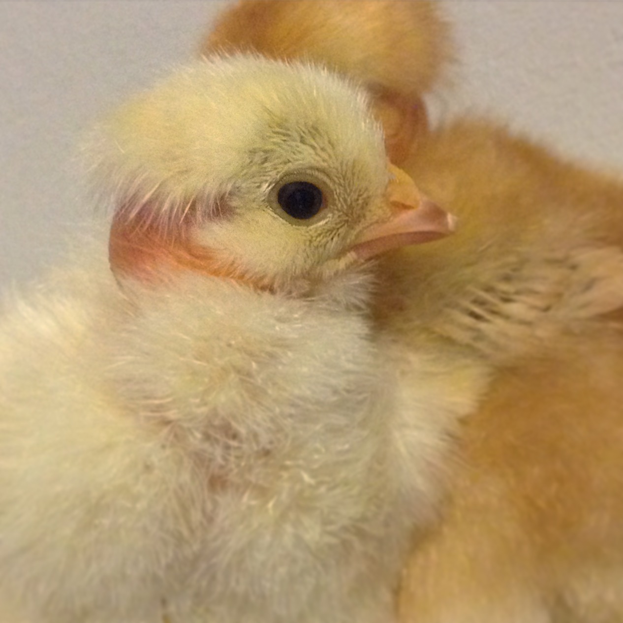 New Chickens Hatching Ixworth And Naked Neck Chicks The Guide To